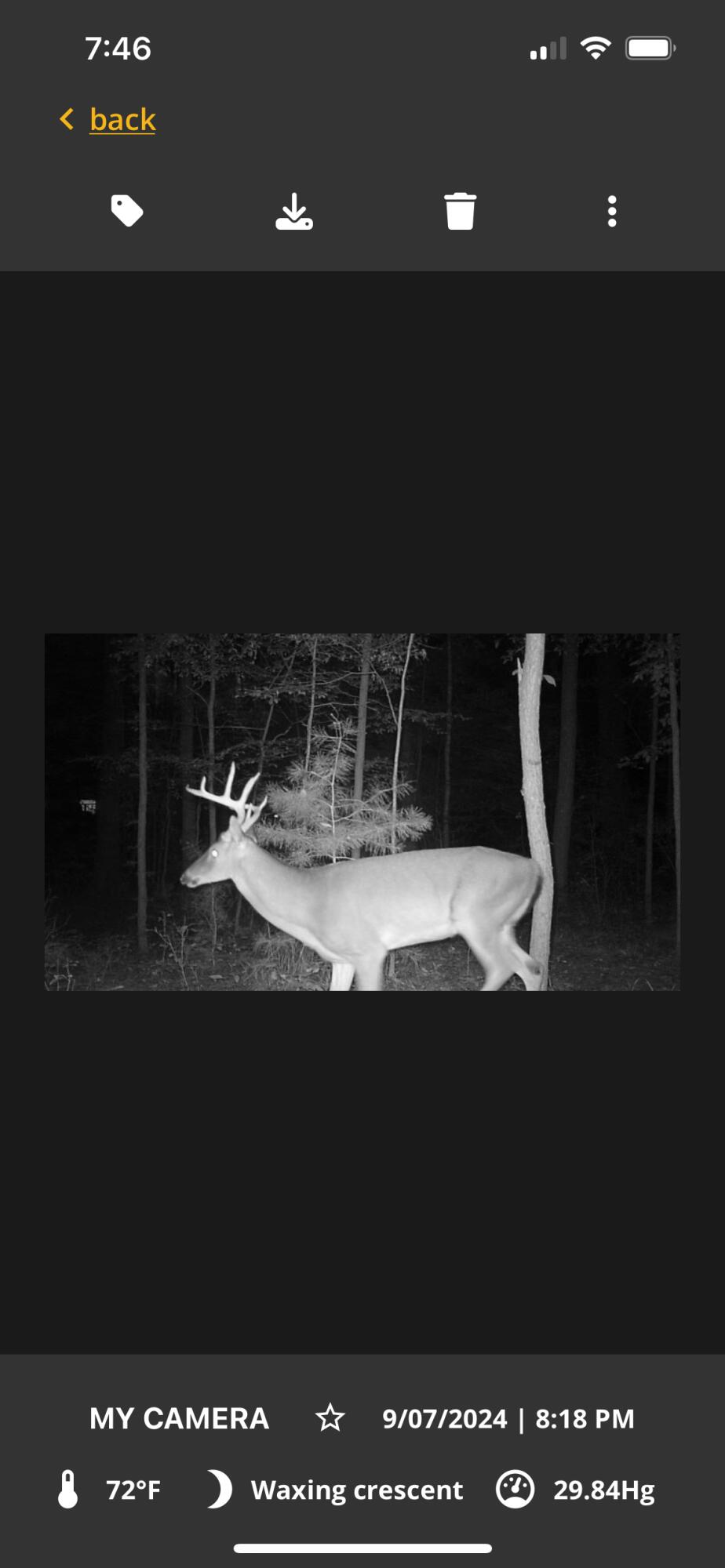 813 Lecture Drive Ladson, SC 29456 - Photo 46 of 47 Backyard caught on camera