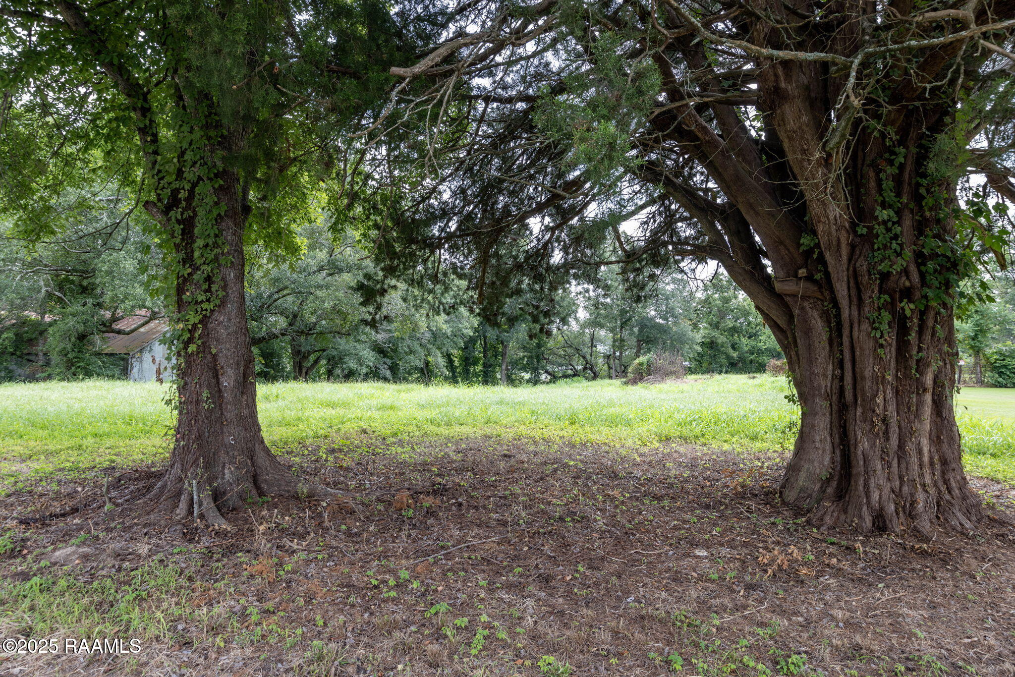 4013 Woodlawn Road Maurice, LA 70555 - Photo 17 of 22 13-web-or-mls-803A9848