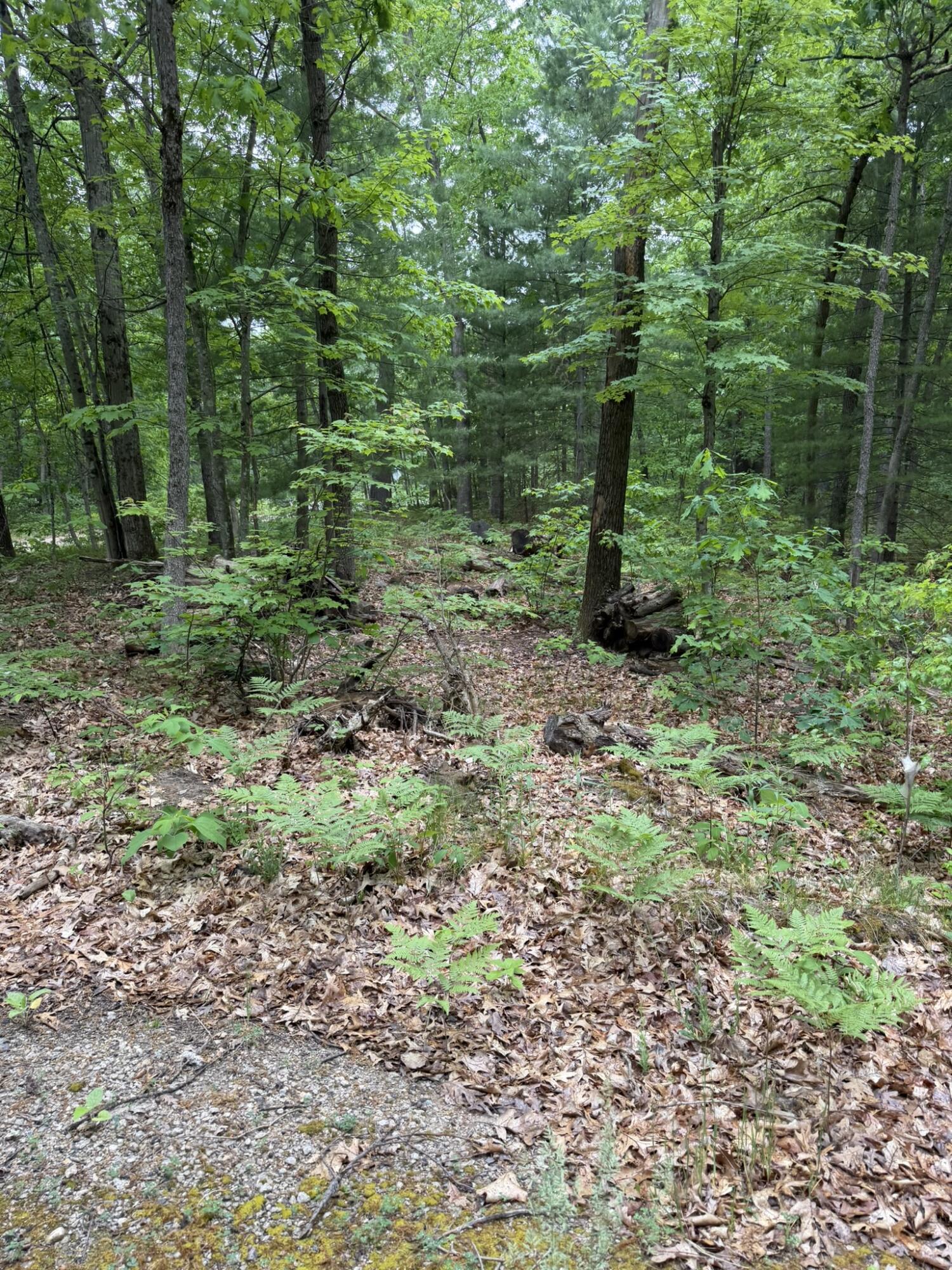 V/l East Sandra Kay Road Fountain, MI 49410 - Photo 4 of 13 cleared space