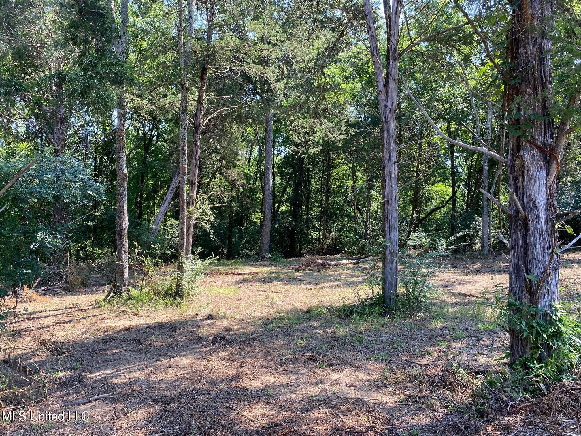 Mt Pleasant Road Byhalia, MS 38611 - Photo 7 of 7 Treed Area