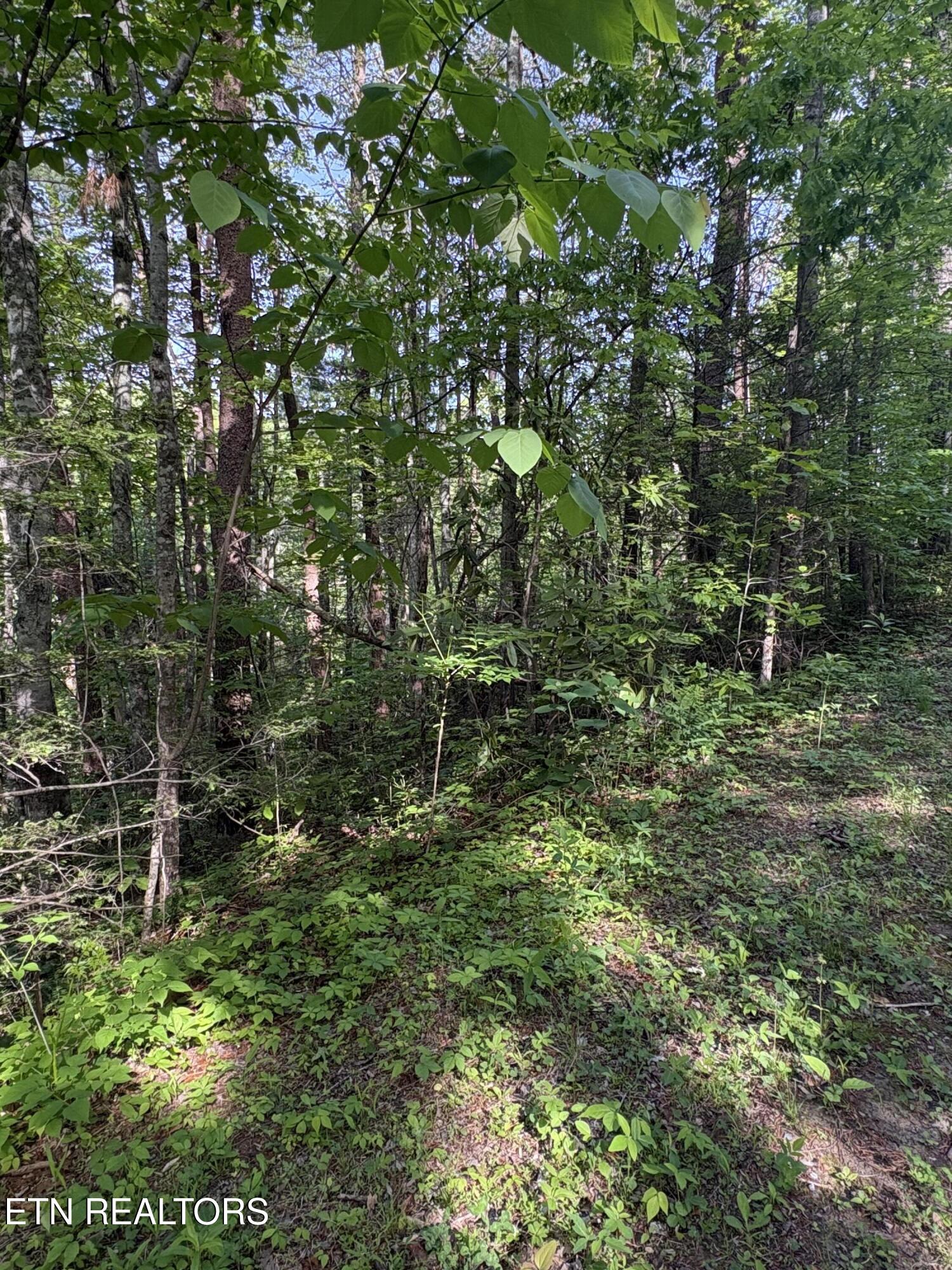 Lot 6 Walnut Flats Road Walland, TN 37886 - Photo 2 of 11 IMG_3935