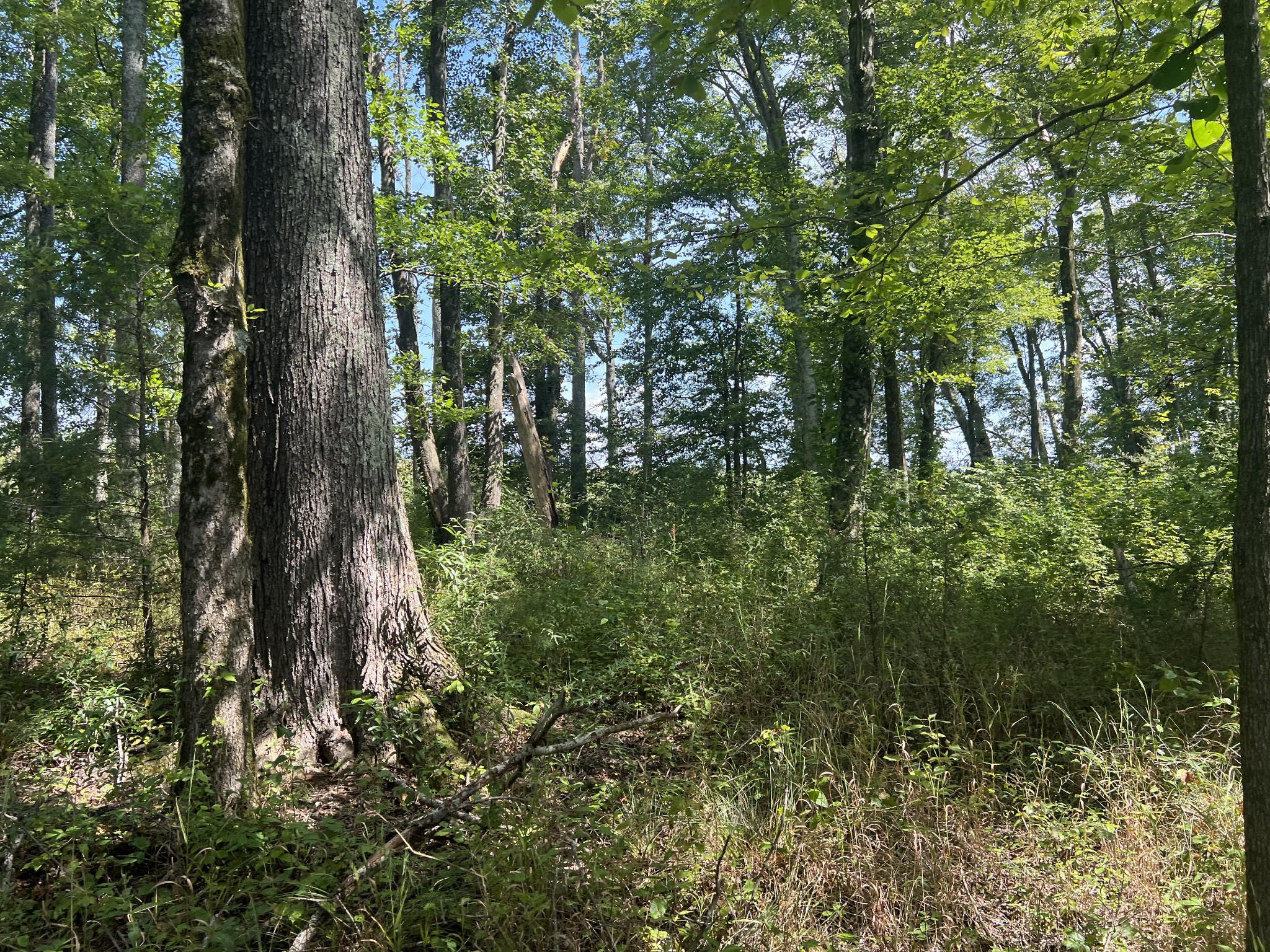 0 Gum Springs Mountain Road Walling, TN 38587 - Photo 7 of 36 Gallery Image 7