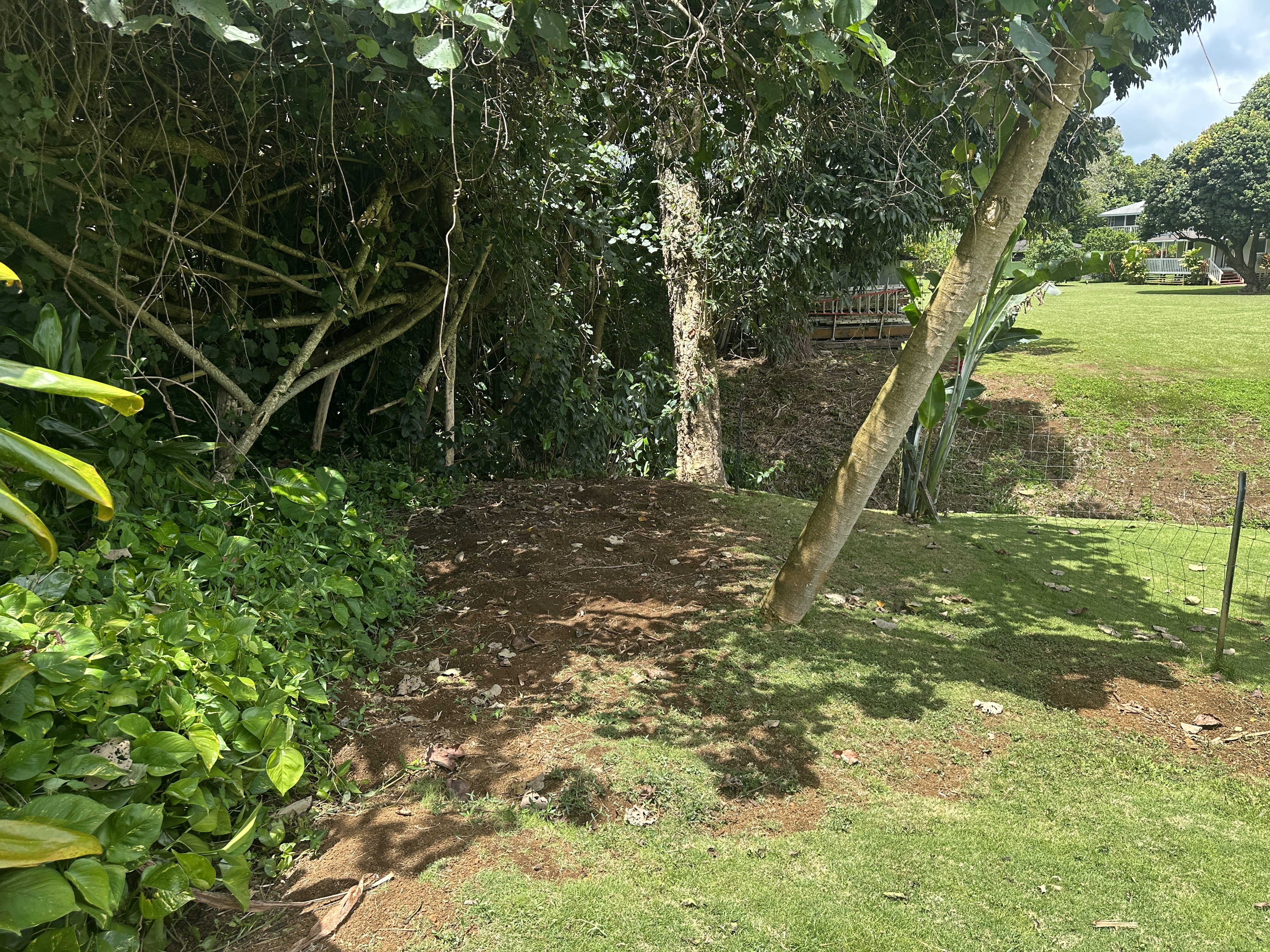 156 B Kalama Road Kapaa, HI 96746 - Photo 18 of 21 a view of yard