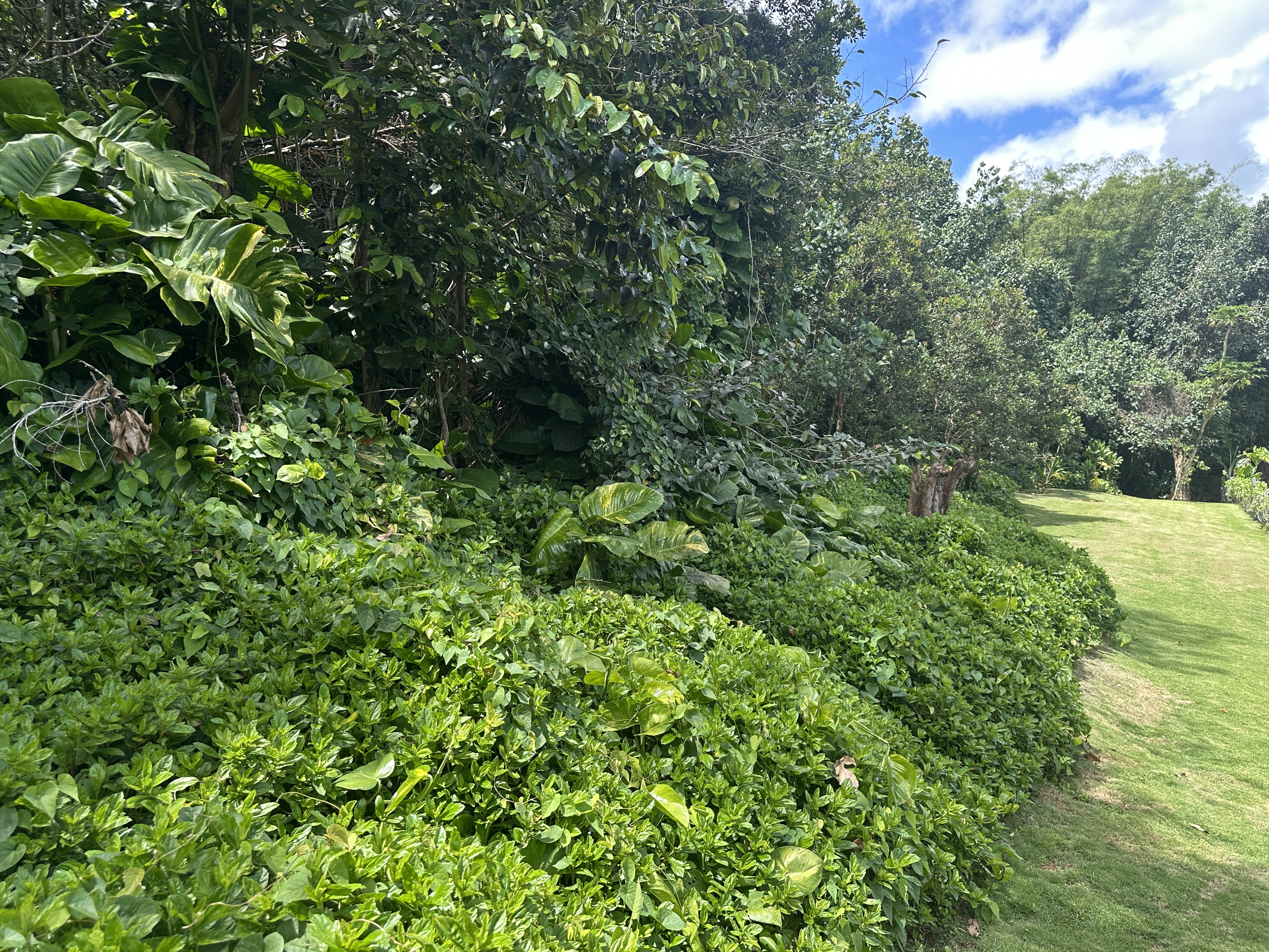 156 B Kalama Road Kapaa, HI 96746 - Photo 20 of 21 a view of a lush green forest with large trees