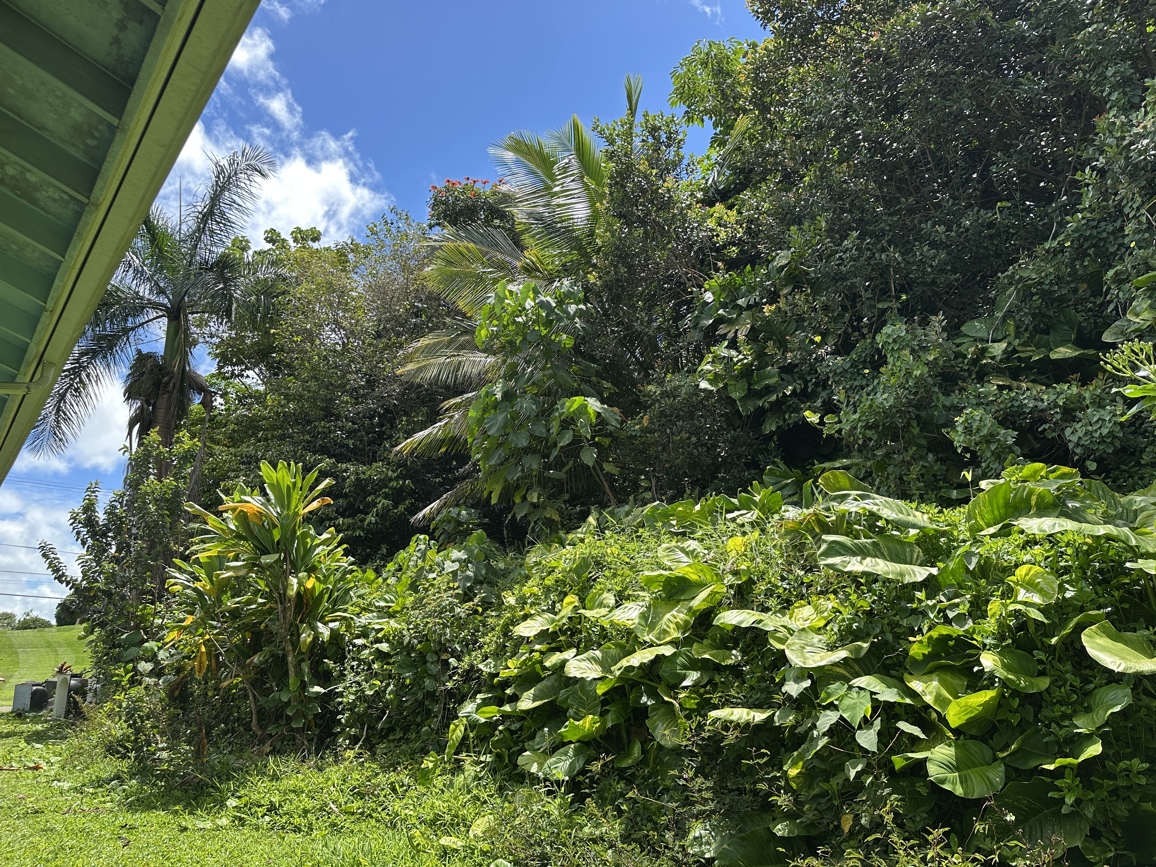 156 B Kalama Road Kapaa, HI 96746 - Photo 21 of 21 a backyard of a house with lots of green space