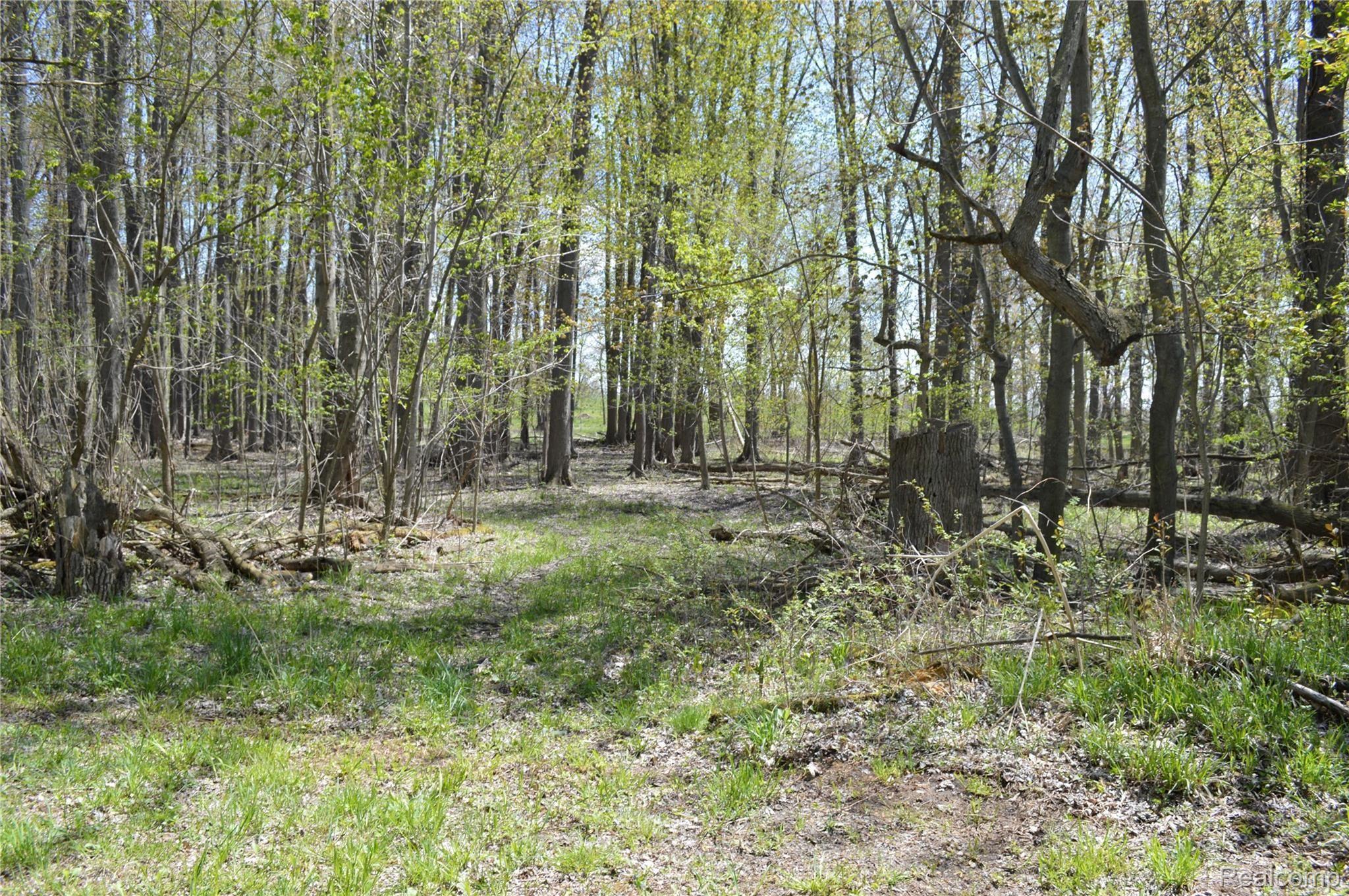 5181 Morrice Road Webberville, MI 48892 - Photo 55 of 58 Woods