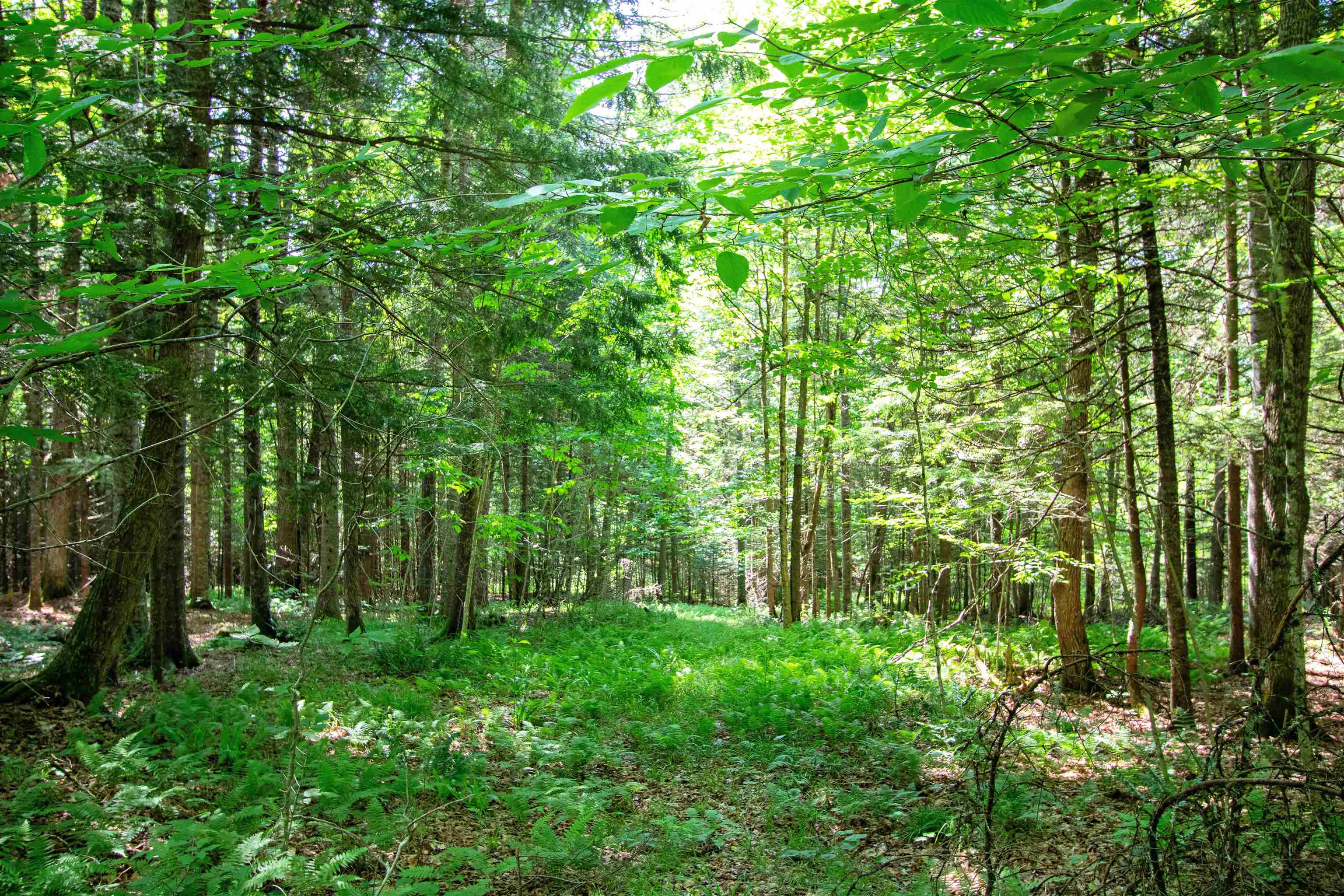 758 Houghton Bridge Road St. Johnsbury, VT 05819 - Photo 34 of 46