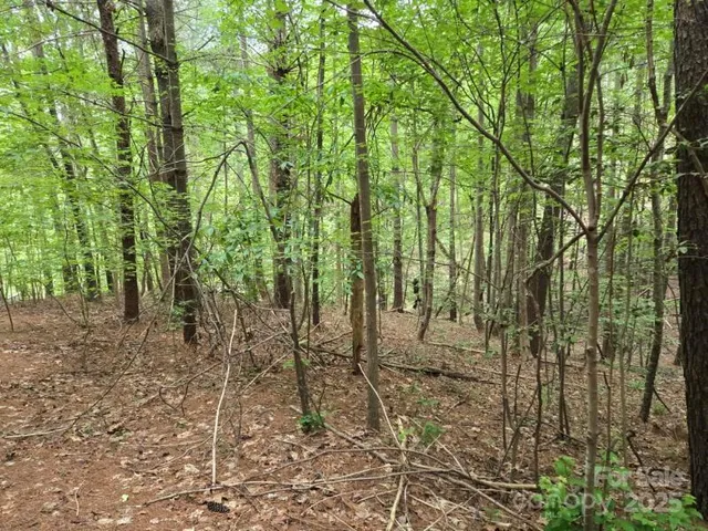 a view of a pathway with a tree