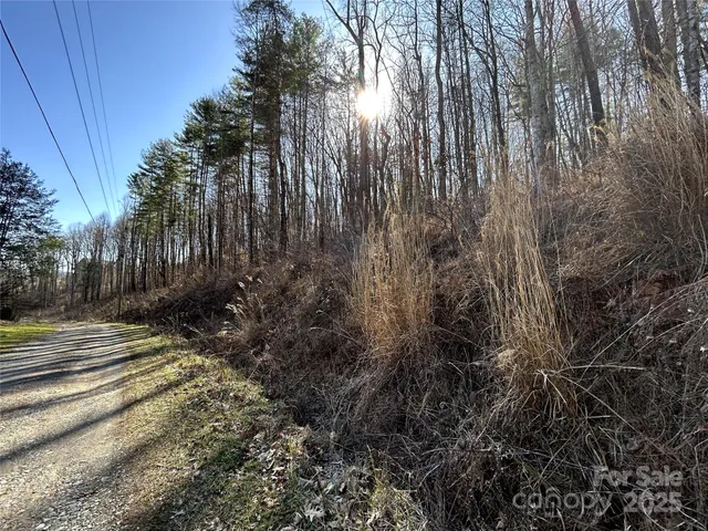 a view of a yard with plants and trees