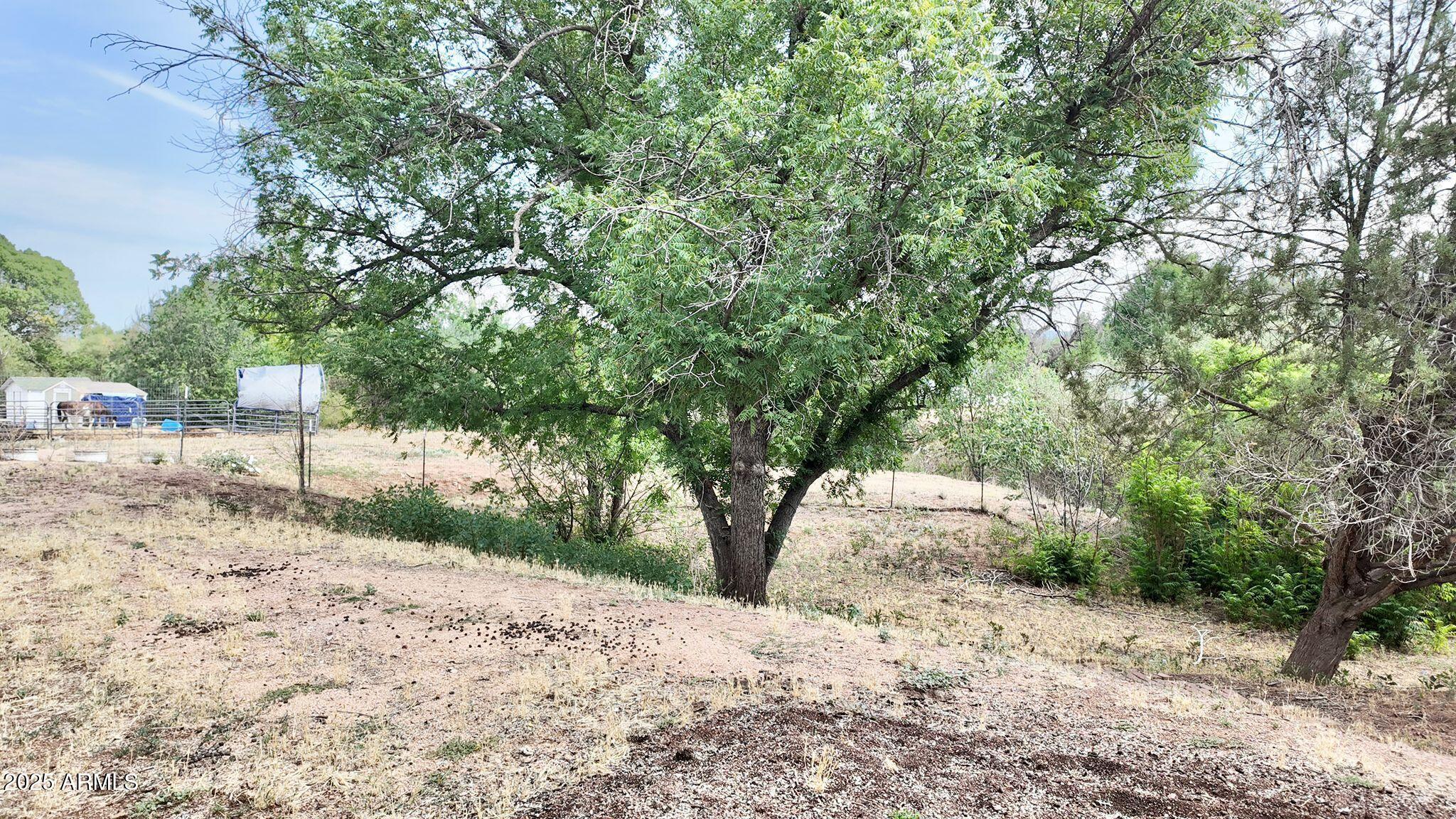 647 South Moonlight Drive Payson, AZ 85541 - Photo 50 of 50 a road view with large trees