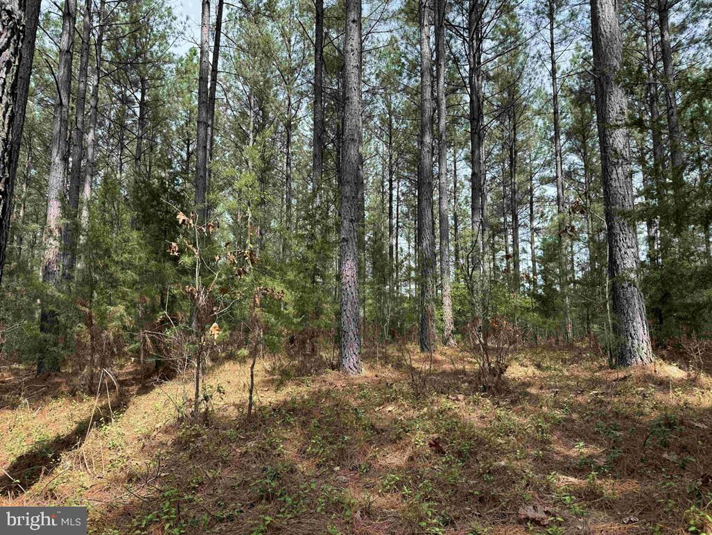 Bearskin Road Chatham, VA 24531 - Photo 11 of 15