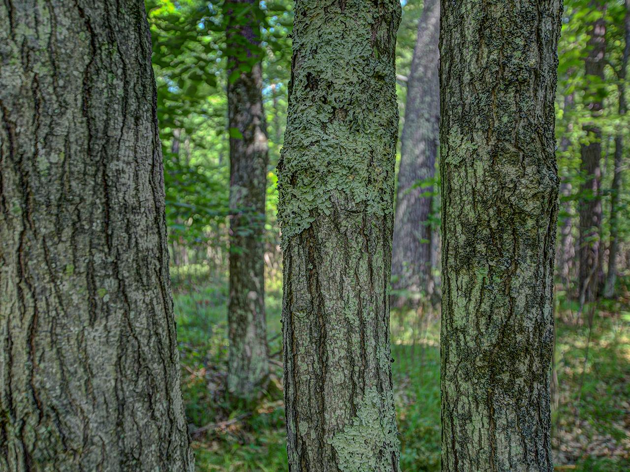 On Blosser Road Woodruff, WI 54568 - Photo 14 of 15 Gallery Image 14