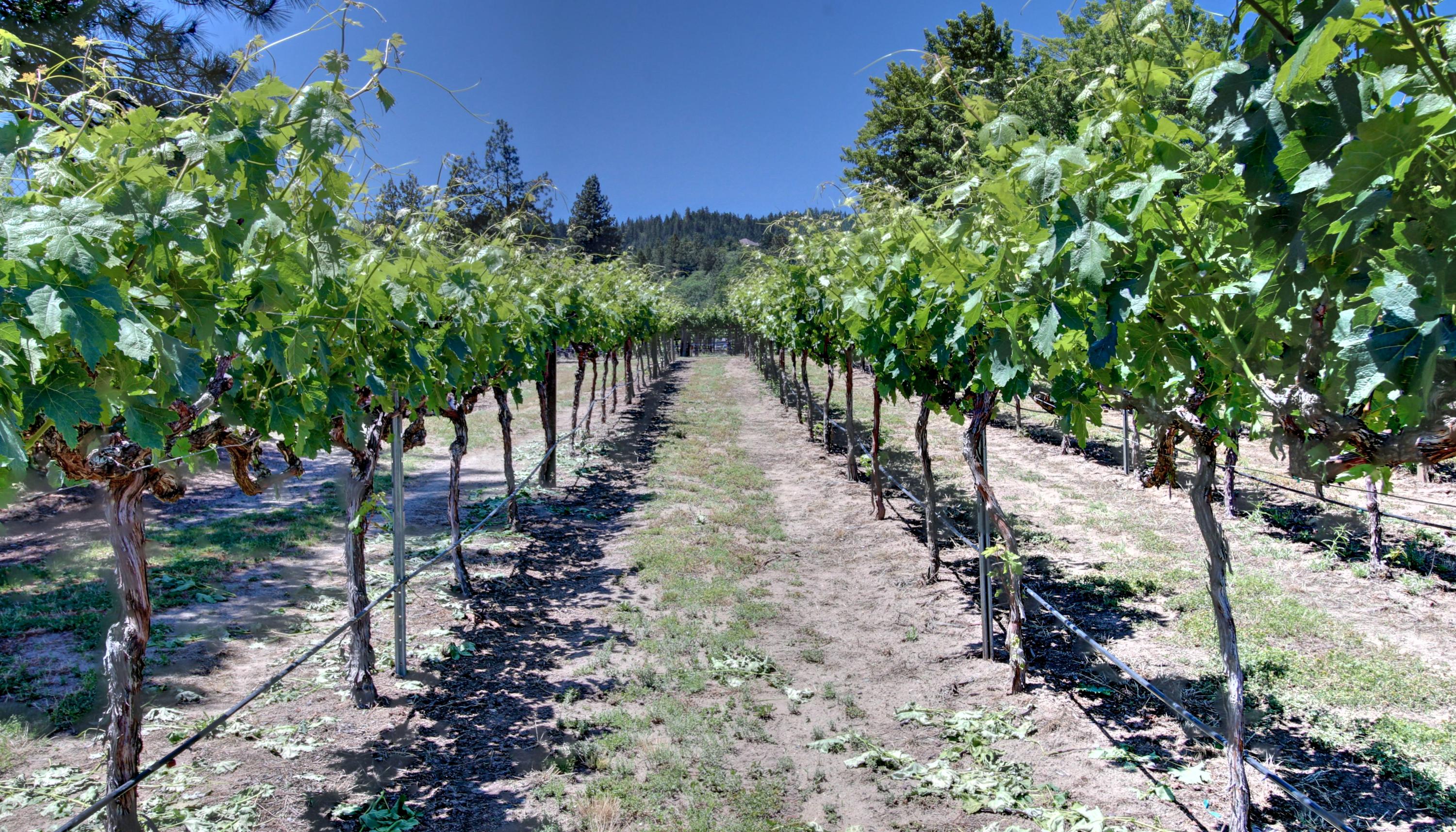 1930 Old Military Road Central Point, OR 97502 - Photo 52 of 63 Tempranillo & Cabernet sauvignon wine grapes- all on drip system