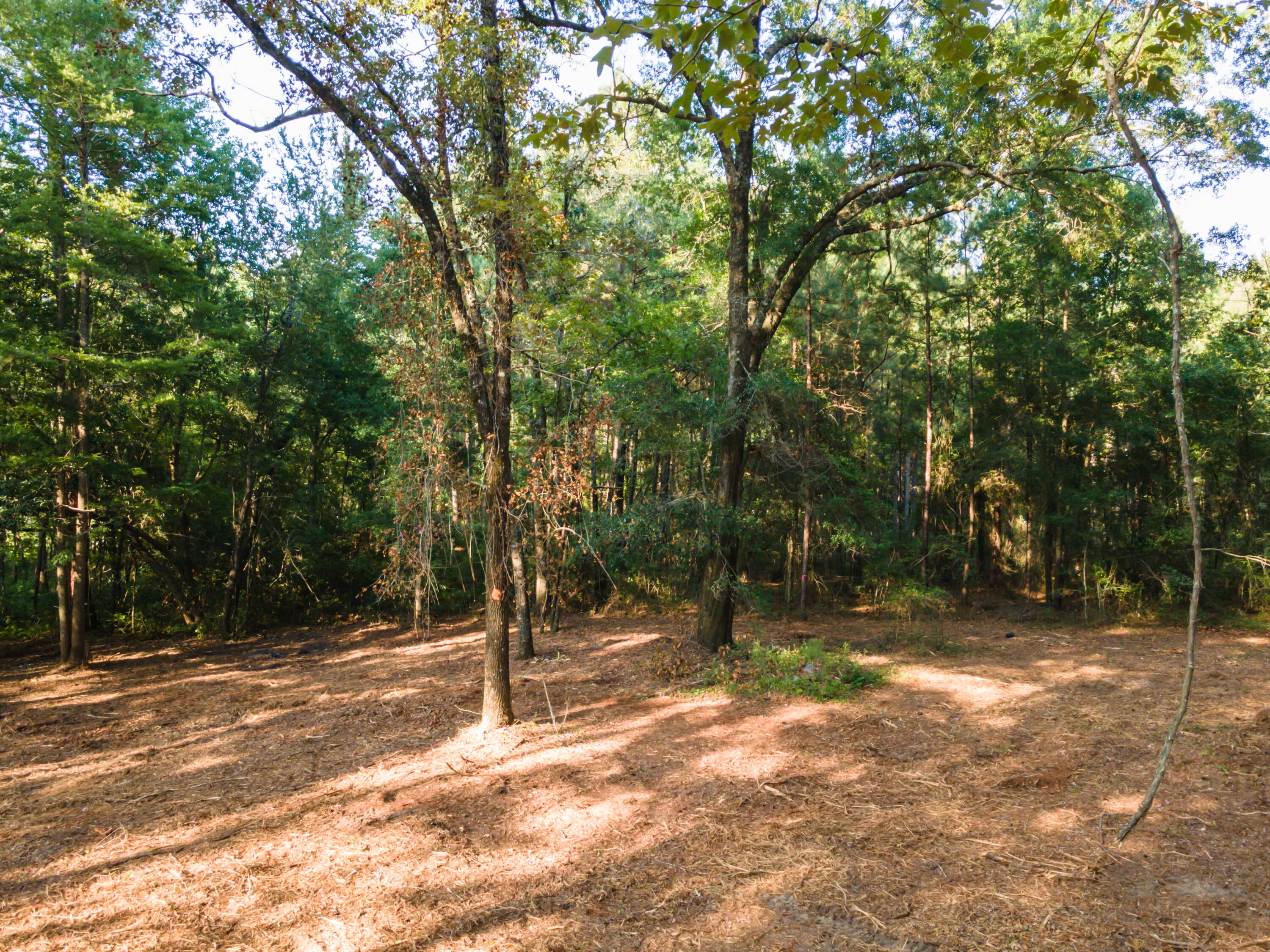 Tbd Edisto Lake Road, Unit 39 Wagener, SC 29164 - Photo 12 of 39 Gallery Image 12