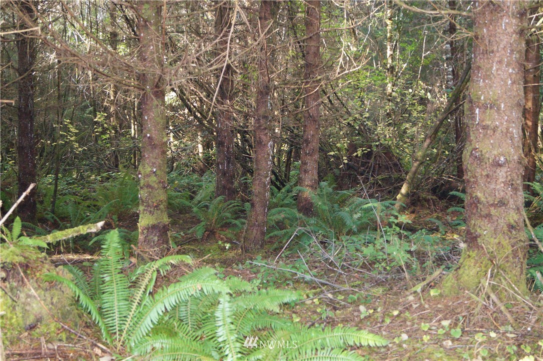 2319 Ocean Beach Road Copalis Crossing, WA 98536 - Photo 5 of 16 Gallery Image 5