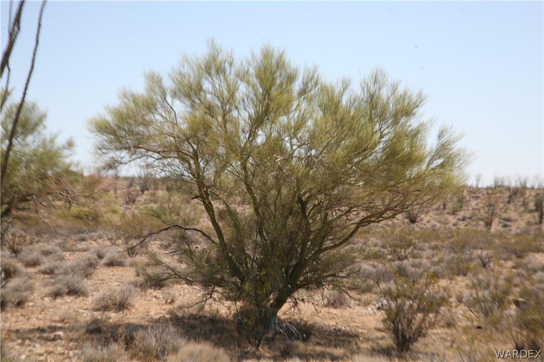 245-24-067a Lorton Road Yucca, AZ 86438 - Photo 1 of 42