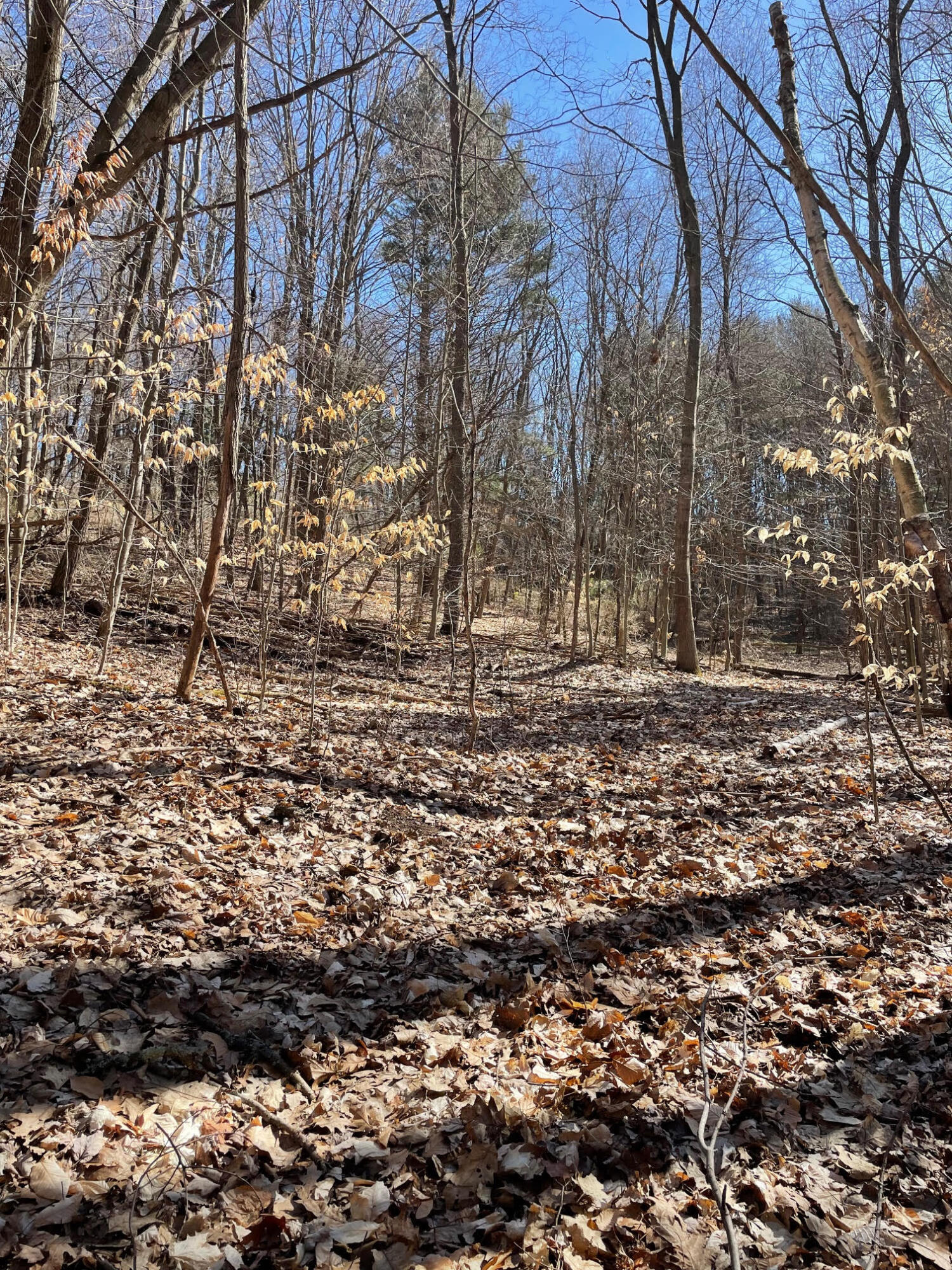 Coates Highway Manistee, MI 49660 - Photo 11 of 13 Wooded