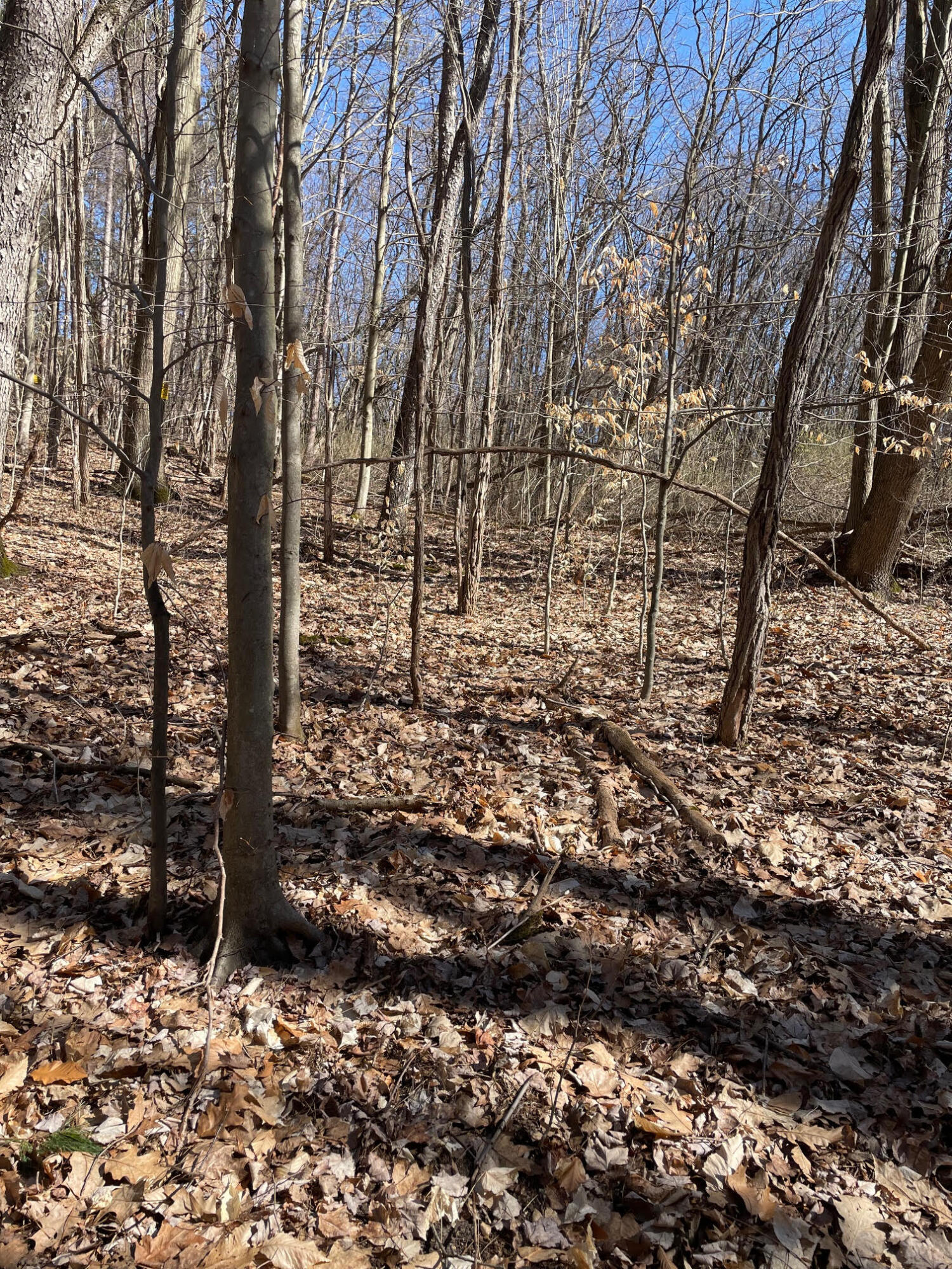 Coates Highway Manistee, MI 49660 - Photo 12 of 13 Wooded
