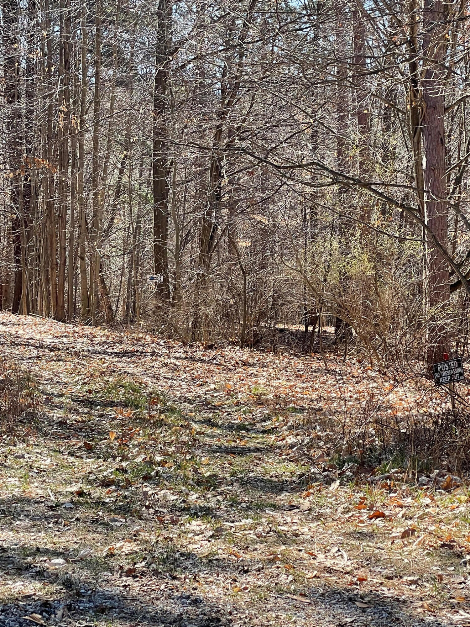 Coates Highway Manistee, MI 49660 - Photo 13 of 13 Wooded