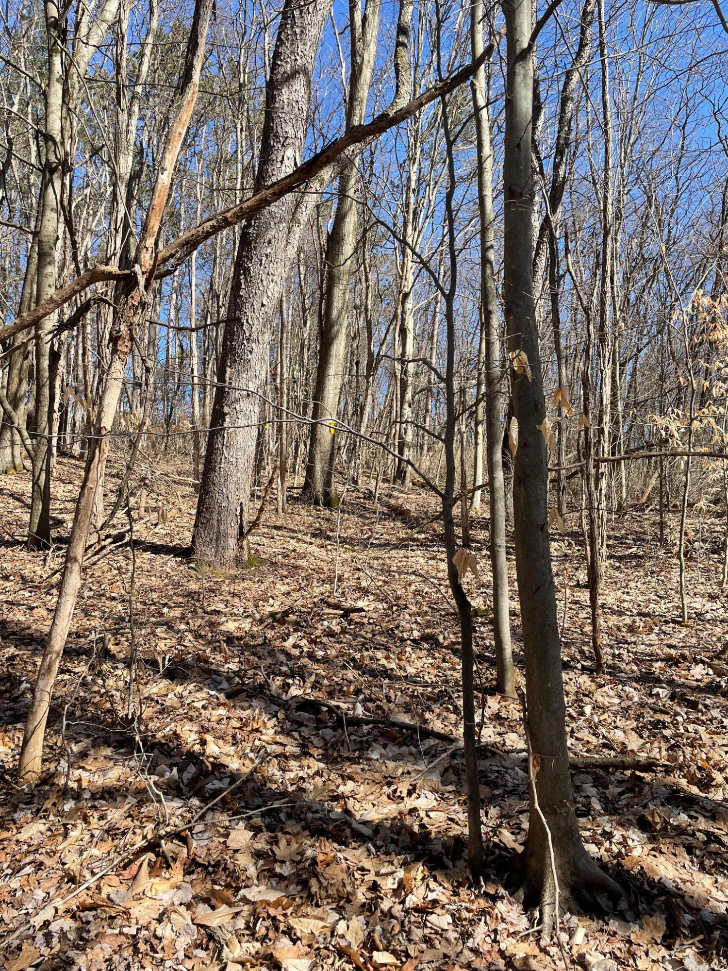 Coates Highway Manistee, MI 49660 - Photo 7 of 13 Wooded
