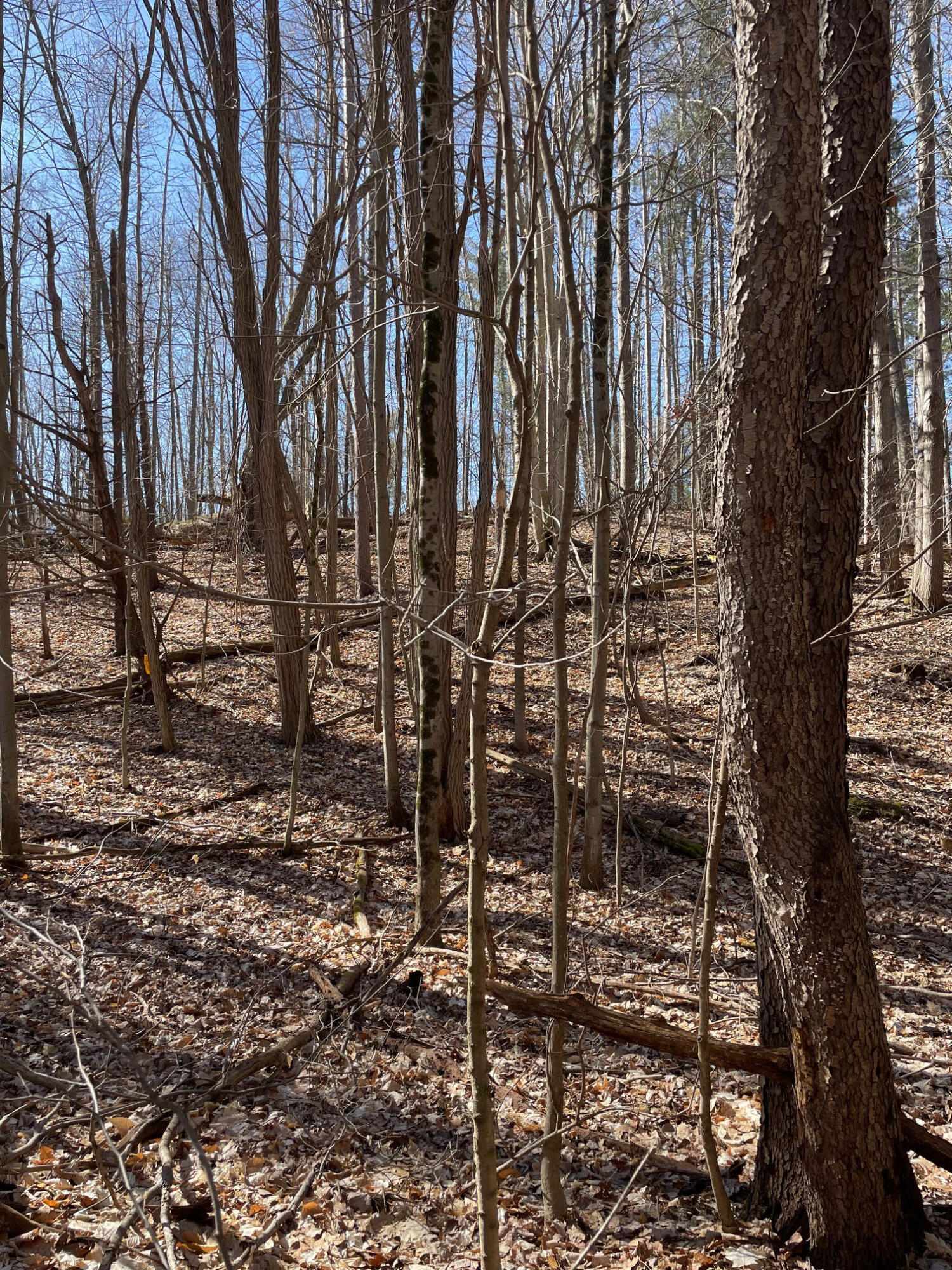 Coates Highway Manistee, MI 49660 - Photo 8 of 13 Wooded