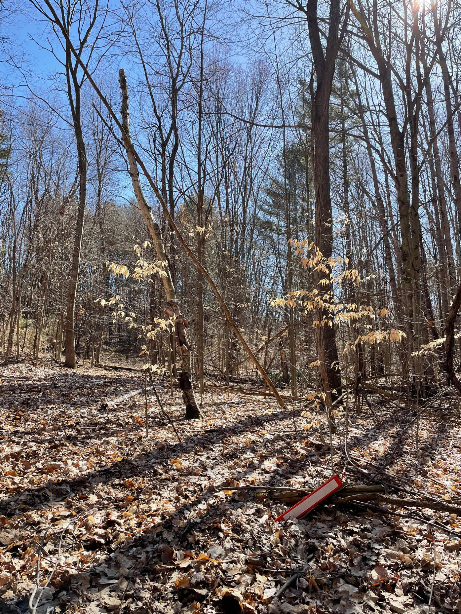 Coates Highway Manistee, MI 49660 - Photo 9 of 13 Wooded