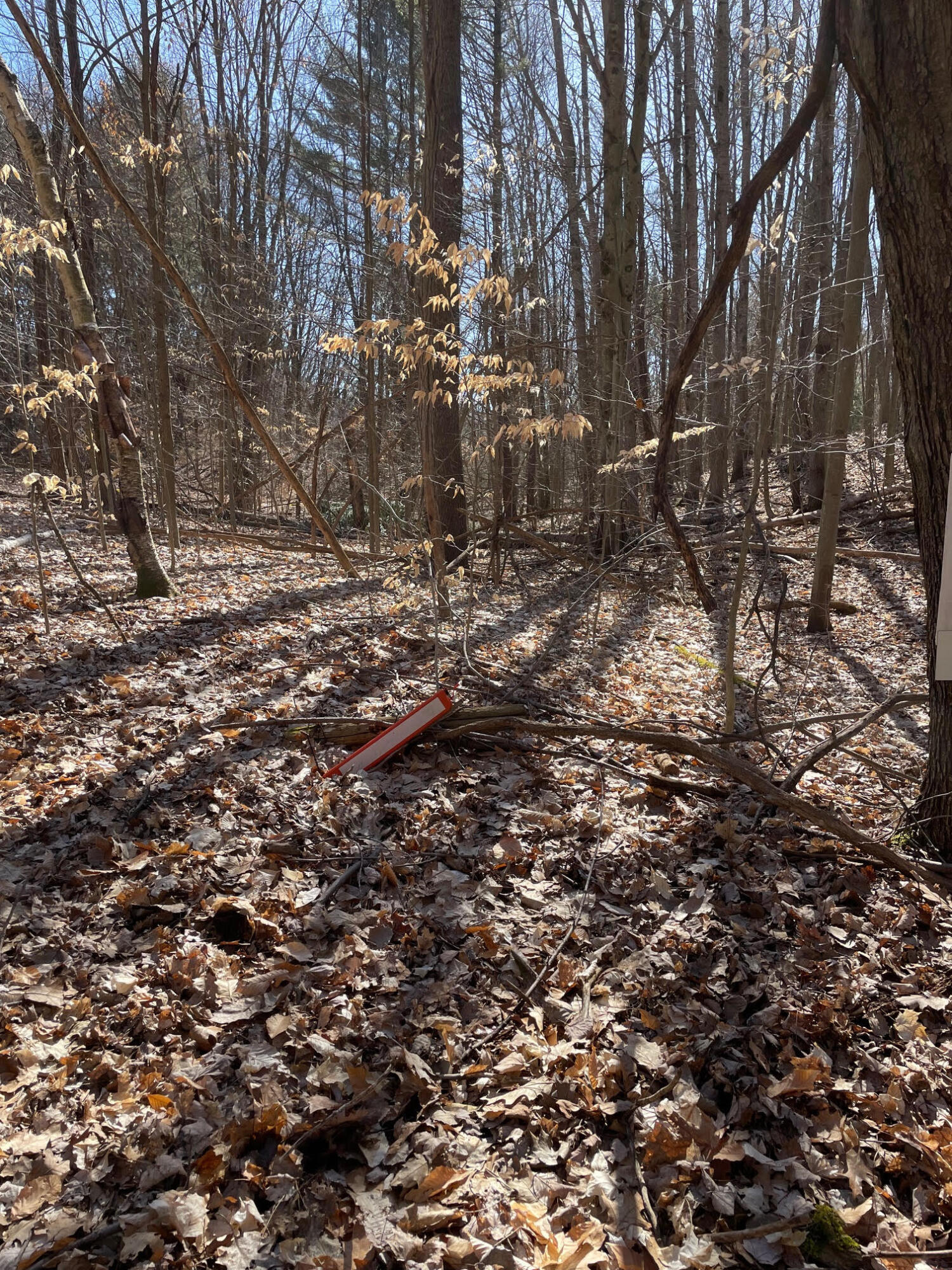 Coates Highway Manistee, MI 49660 - Photo 10 of 13 Wooded