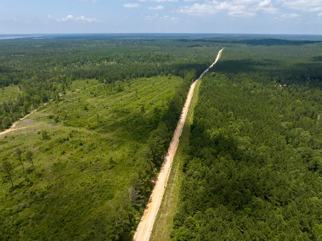 a view of a city with lush green forest