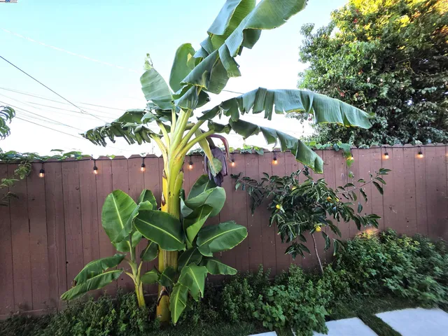 a plant that is in front of a wooden fence