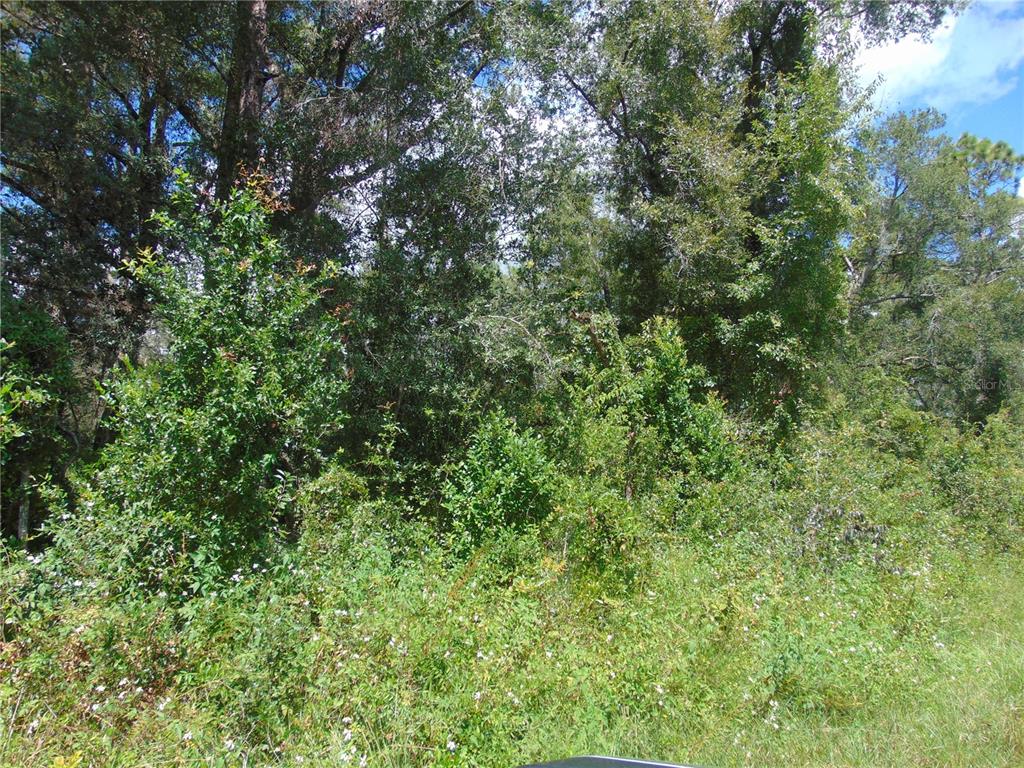 4766 Southwest 125th Road Webster, FL 33597 - Photo 2 of 3 a view of a lush green forest