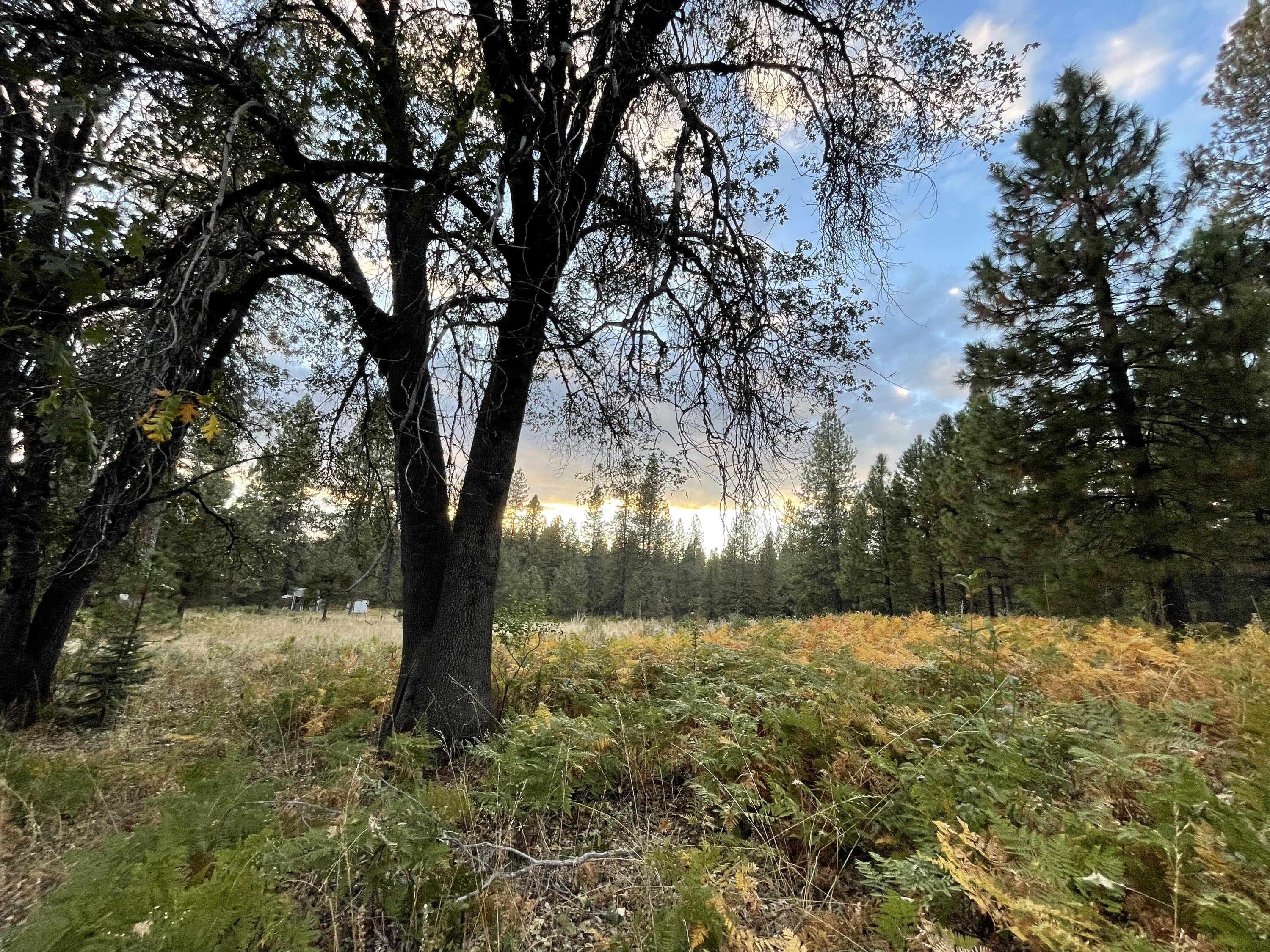 0 Forest Road McCloud, CA 96057 - Photo 2 of 11 IMG_7493