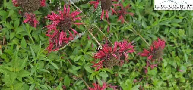 a close up of a flower