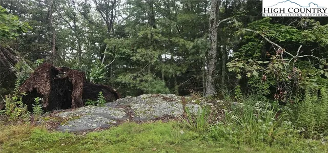 a view of a tree with a tree