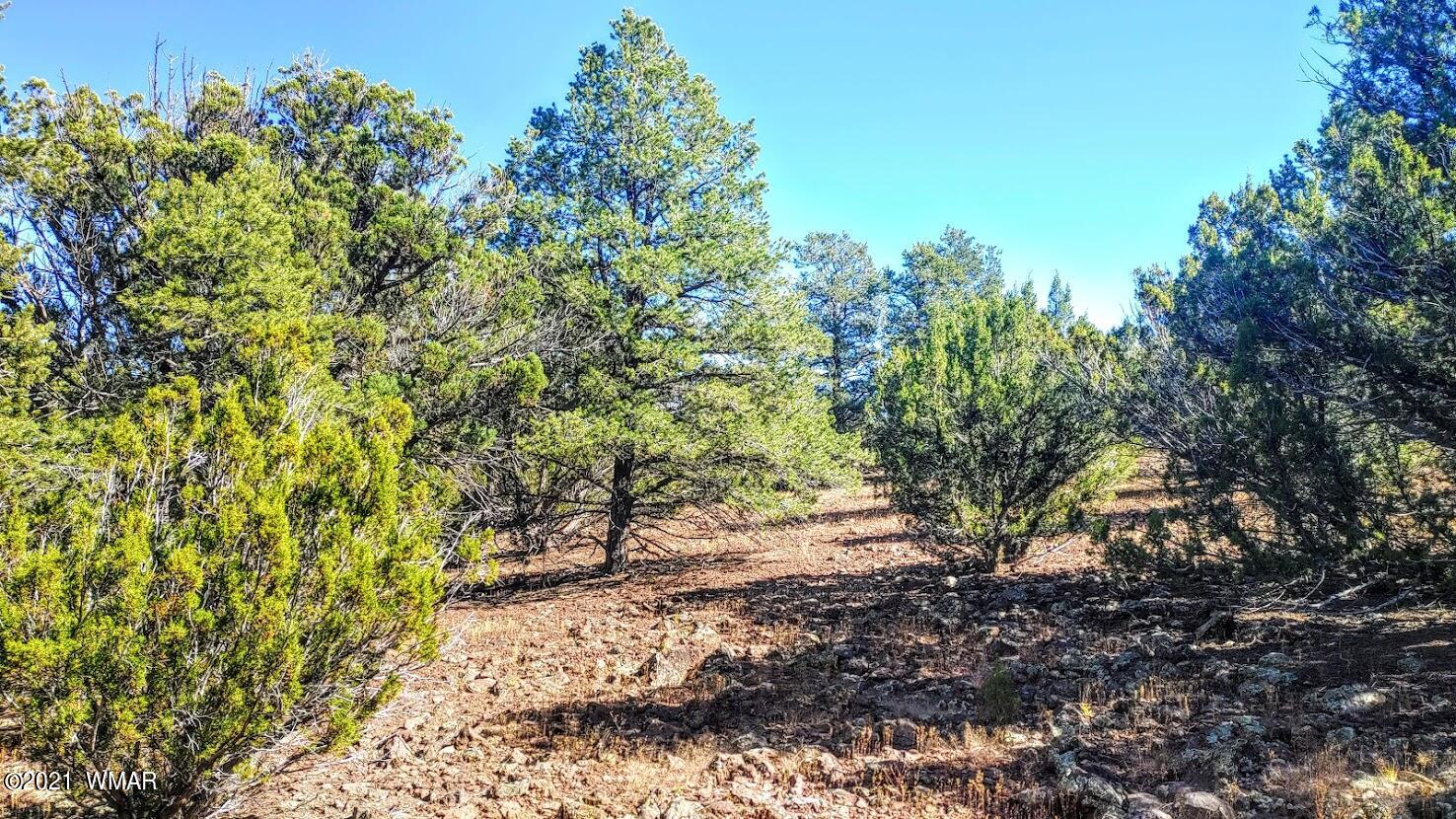 Tbd Tbd Sec33 T11n R24e Sw4 Se4 Concho, AZ 85924 - Photo 9 of 23