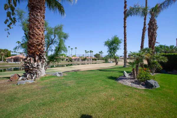 a view of a garden with palm trees