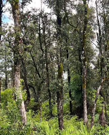 a view of a tree