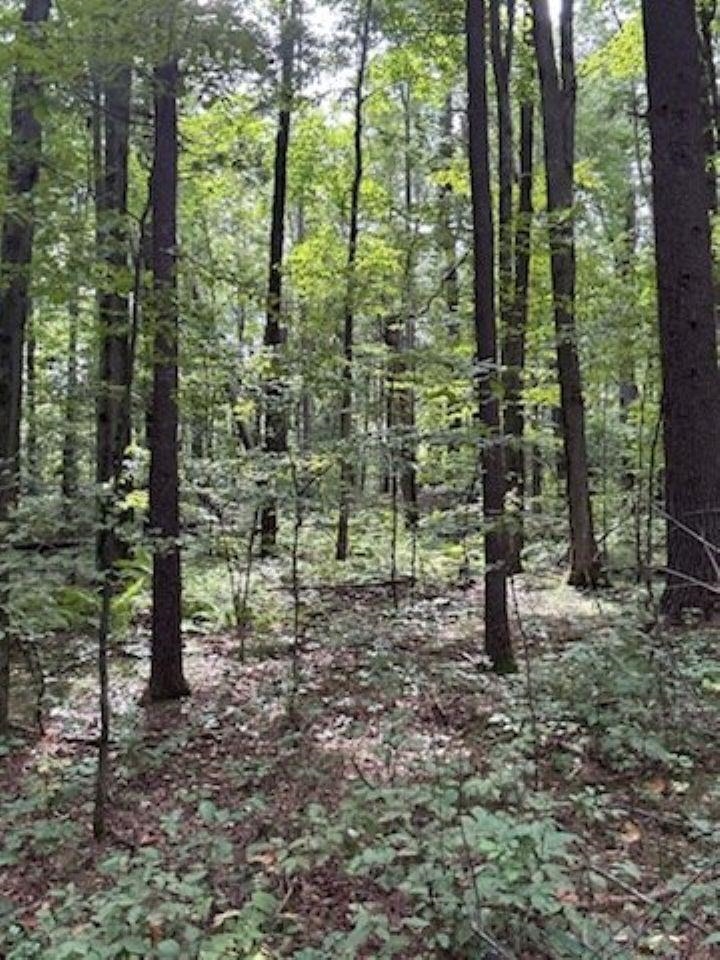 39.94-acres County Rd V Pittsville, WI 54466 - Photo 5 of 17