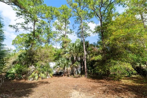 a view of a yard with plants and trees