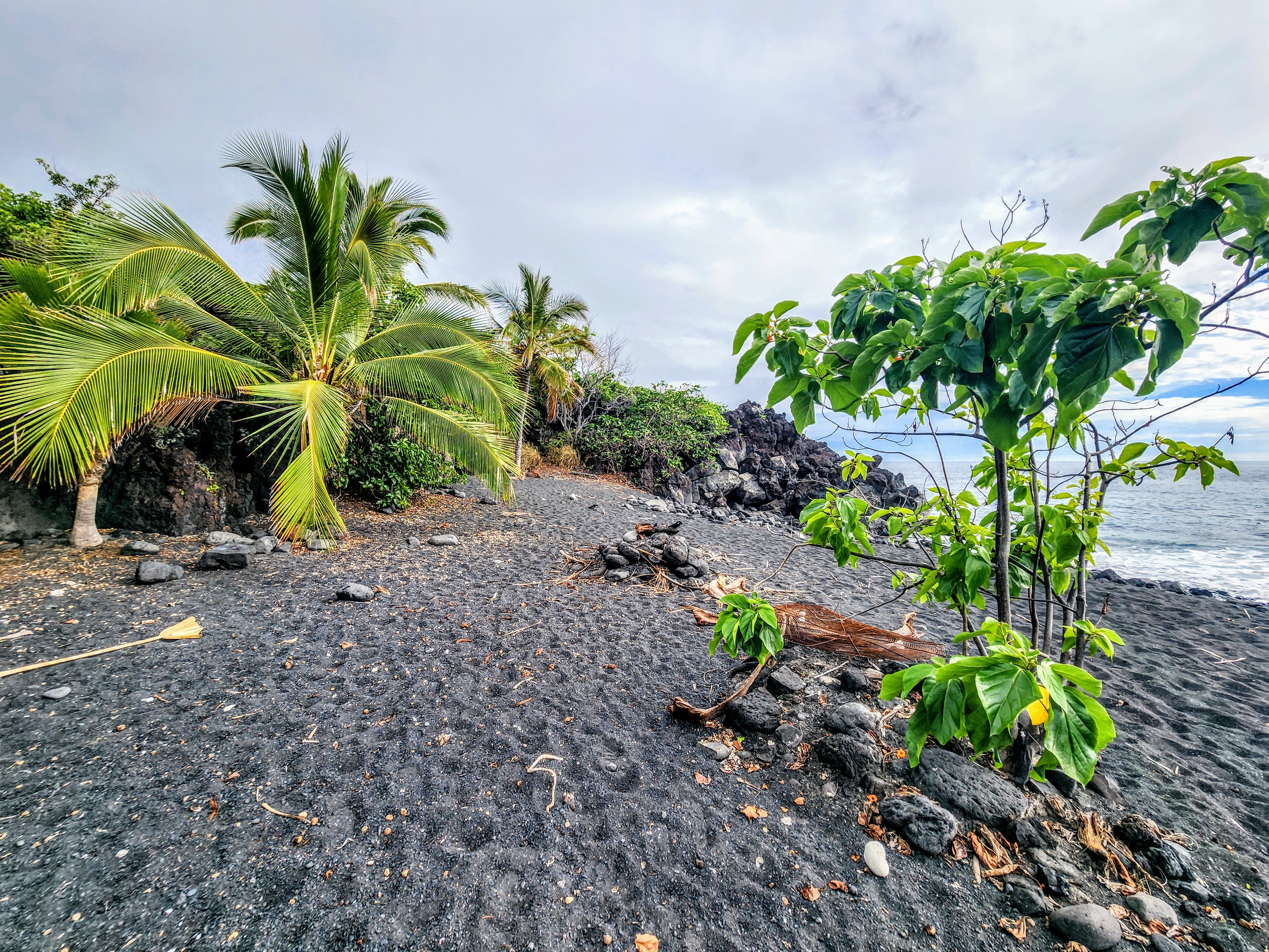 12 Mamalahoa Highway Kealakekua, HI 96750 - Photo 3 of 9 a view of a garden with a plant