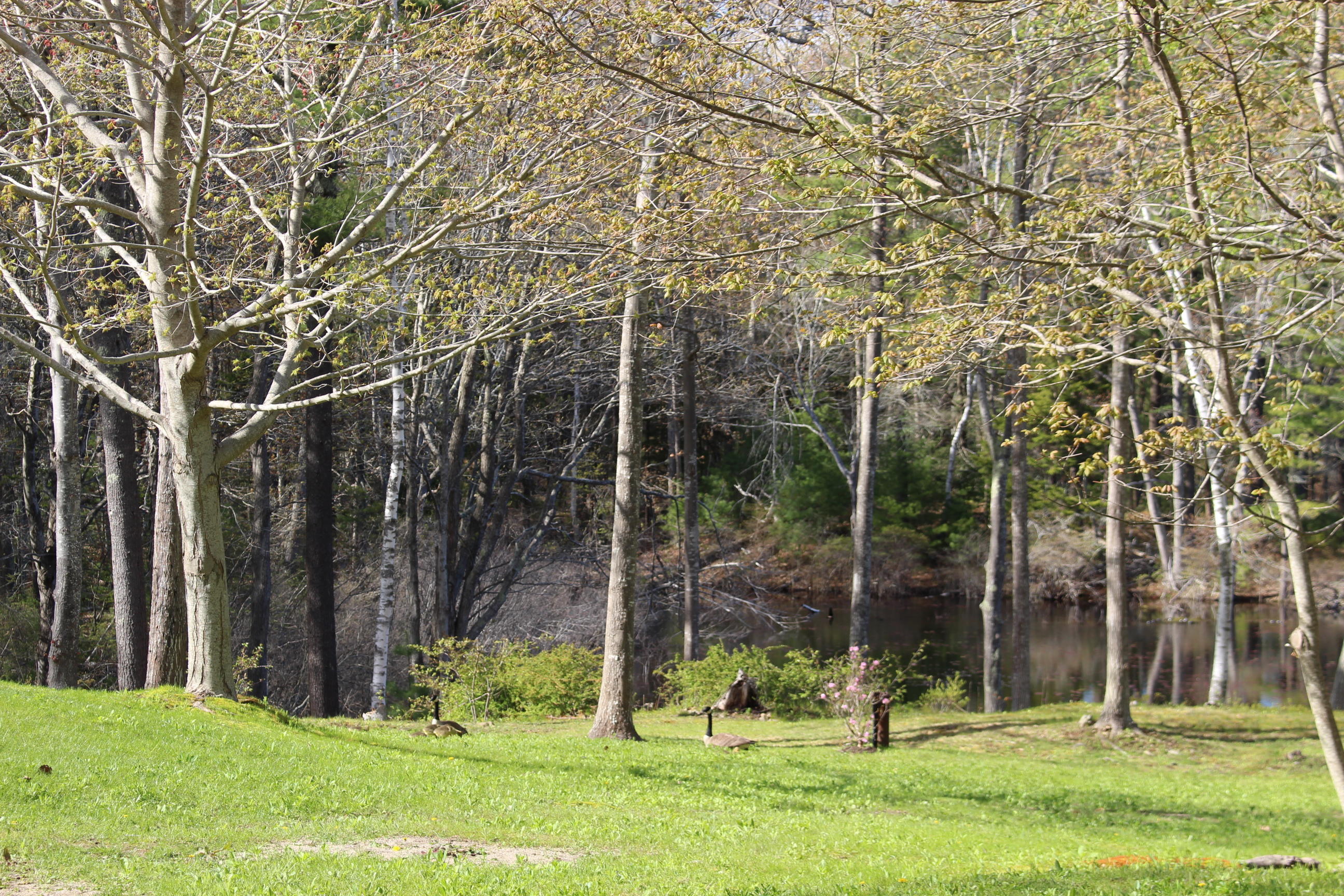 41 Pine Mountain Road York, ME 03902 - Photo 10 of 13 Geese family across road