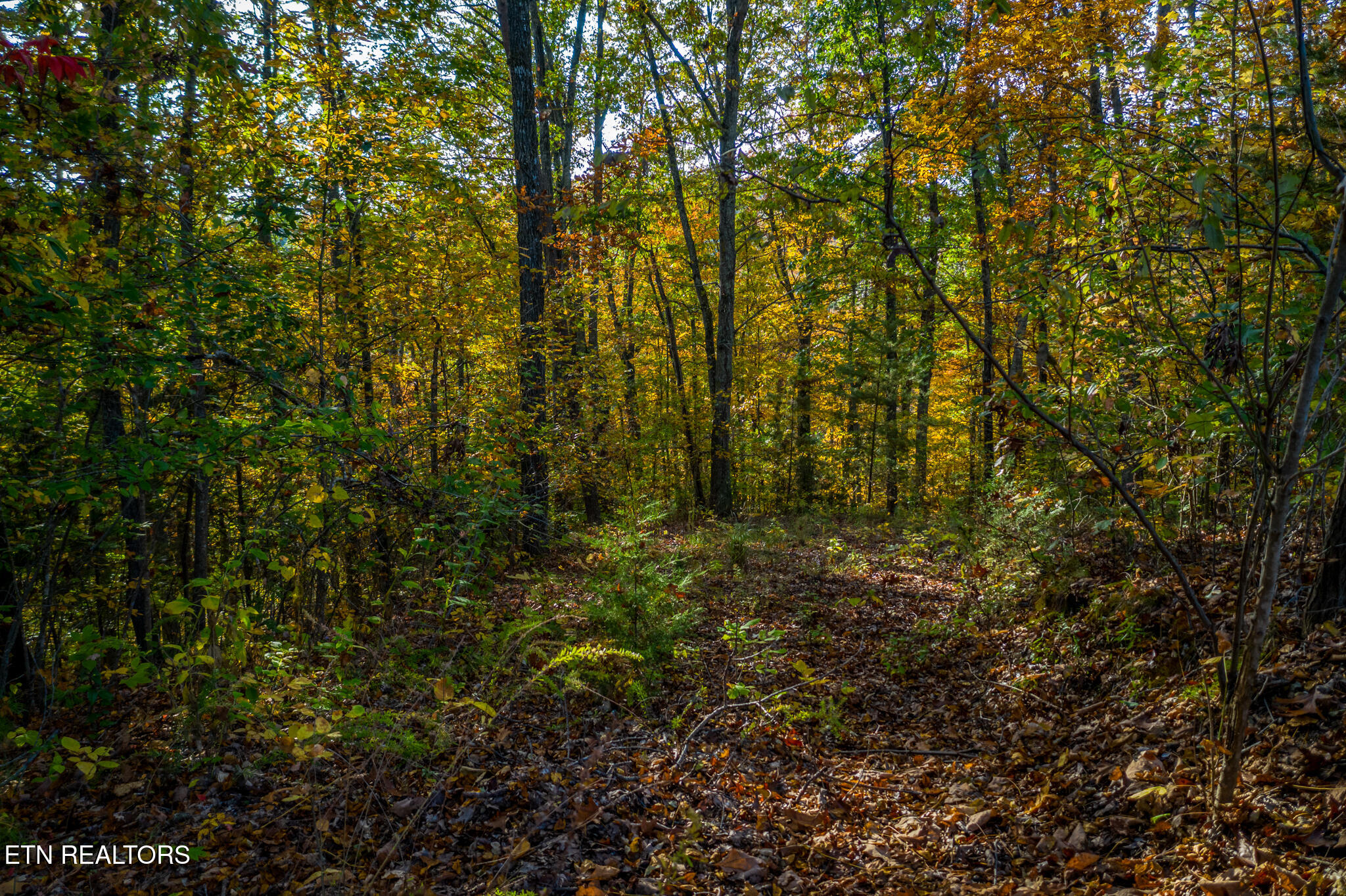 1987 Turner Landing Road Russellville, TN 37860 - Photo 11 of 23 1987 Turners Landing Rd - 12