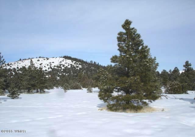 Lot 41 Red Cabin Ranch Vernon, AZ 85940 - Photo 9 of 9