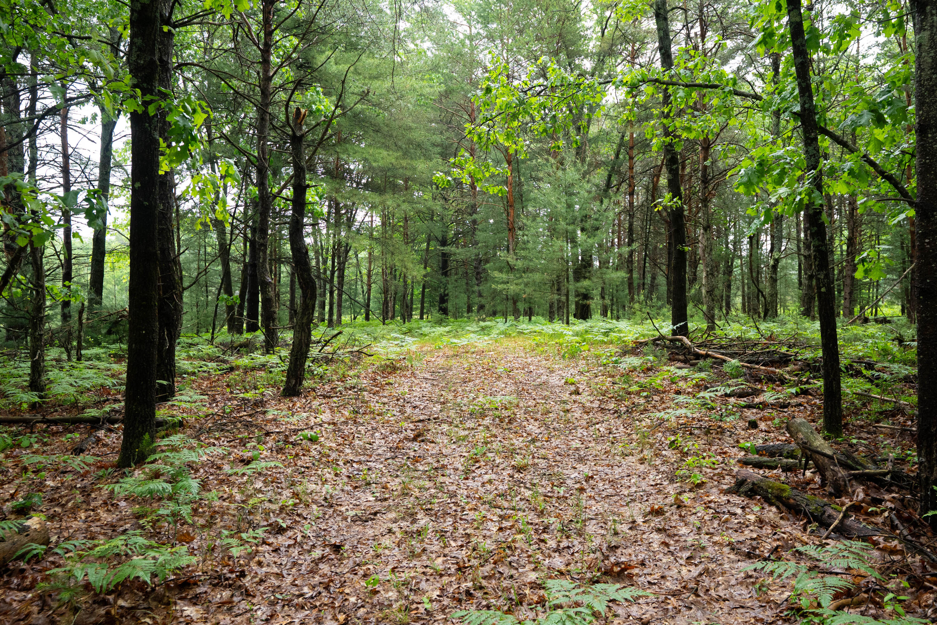 8.09 North A N Centerline Road White Cloud, MI 49349 - Photo 11 of 41 DSC00393