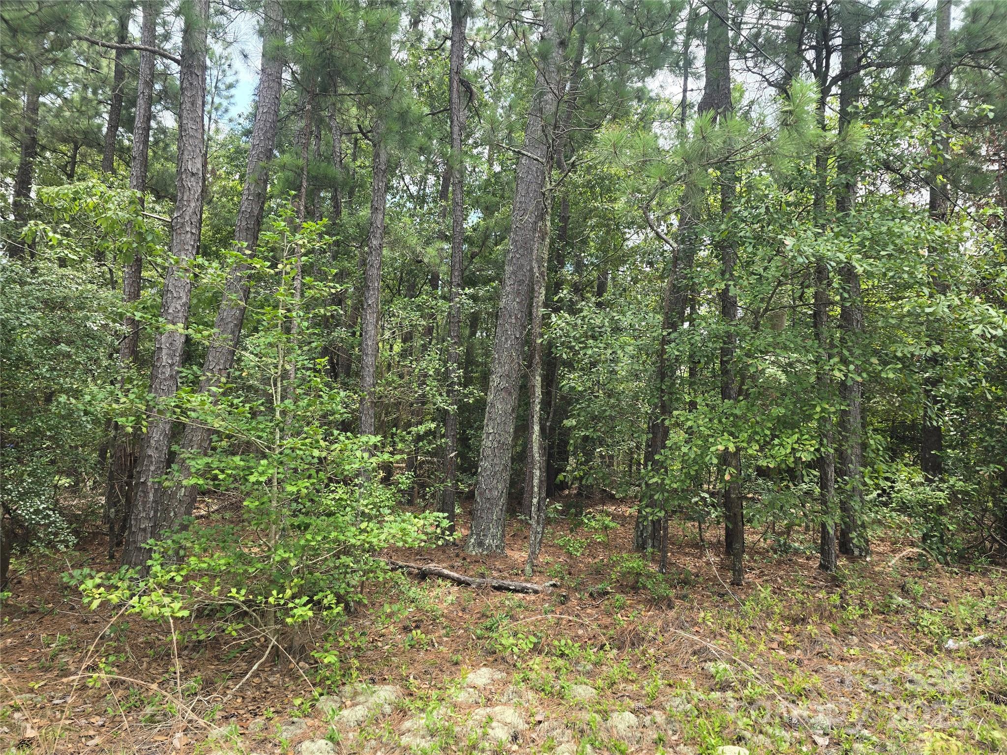 0 Johnny Williams Road, Unit 5 Kershaw, SC 29067 - Photo 4 of 6 a view of a forest with trees