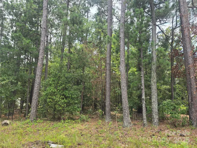 a view of a forest with trees
