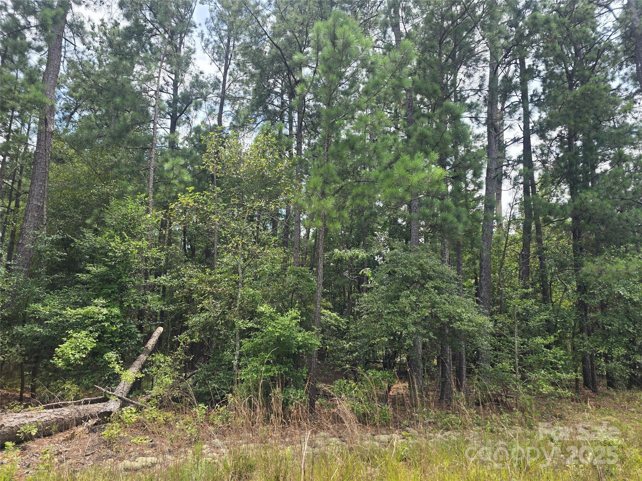 0 Johnny Williams Road, Unit 5 Kershaw, SC 29067 - Photo 6 of 6 a view of a forest with trees