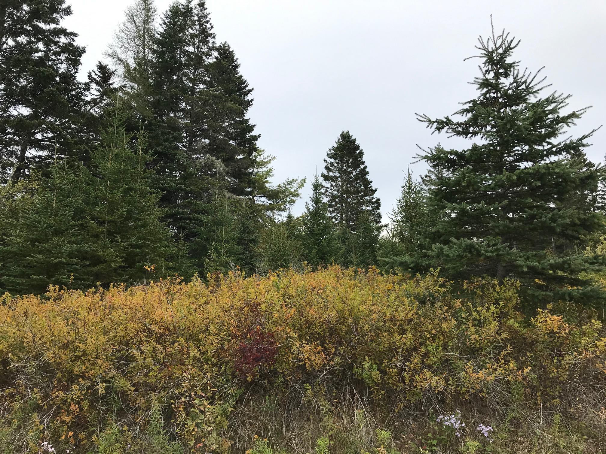 0 Station Road Columbia Falls, ME 04623 - Photo 2 of 5 IMG_0807