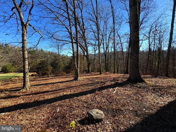 a view of a backyard with trees