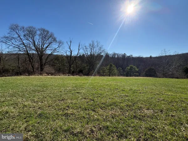 a view of a field with a tree