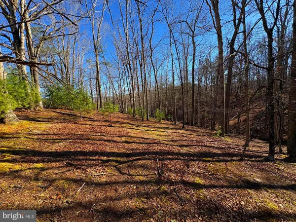 a view of a backyard with large trees